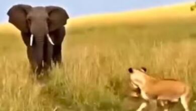 Photo of हाथी ने शेरनी की फैमिली पर किया हमला, बच्चों को छोड़ भागी मां!