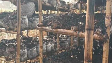 Photo of हरियाणा: किसान के मशरूम फार्म में लगी आग…