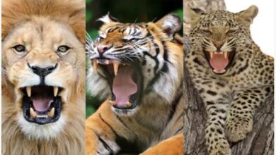 Photo of शेर, बाघ या तेंदुआ, किसकी है सबसे खतरनाक दहाड़?