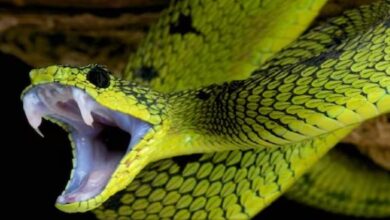 Photo of बिना पैर की छिपकलियों से पनपे थे सांप, बहुत तेजी से हुआ था ये!