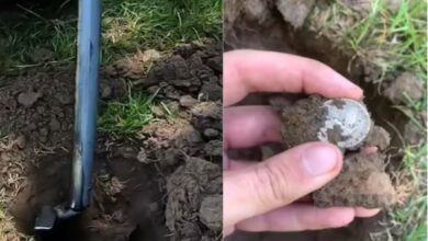 Photo of खेत में घूम रहे शख्‍स को मिला ‘गड़ा धन’, ज‍िसे समझ रहा था सामान्‍य स‍िक्‍के…!