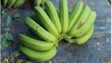 Photo of  हेल्थ टिप्स: हरा केला पोषक तत्वों से भरा अच्छा स्रोत