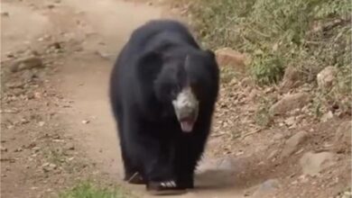 Photo of मध्य प्रदेश: गांव की सड़कों पर चहल कदमी करता दिखा भालू…
