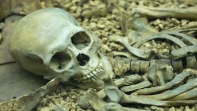 Photo of 28 साल पहले मिली थी कब्र, उसके अवशेषों से निकाला 1400 साल पुराना DNA