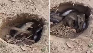 Photo of  सांप ने घर में घुसकर किया नेवले पर हमला, फिर हुआ कुछ ऐसा…!