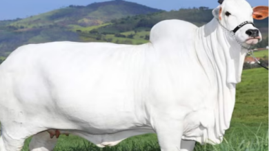 Photo of 40 करोड़ में बिकी ये गाय, भारत से गहरा नाता!