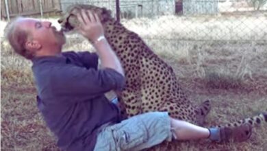 Photo of चीते संग रहता है ये इंसान, हाथों से खिलाता है खाना!