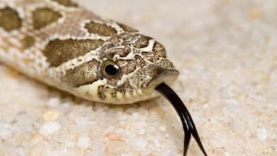 Photo of सांप सामने आ जाए तो कैसे बचें? एक्‍सपर्ट ने दिए 5 टिप्‍स!