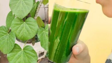 Photo of शुगर जैसी बीमारियों का रामबाण इलाज है ये पौधा