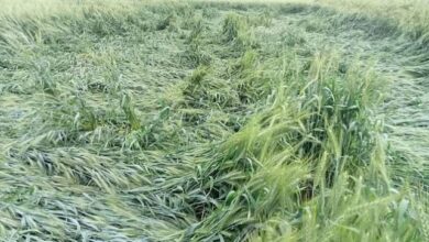 Photo of यूपी: बेमौसम बरसात और ओलावृष्टि से फसलों को भारी नुकसान