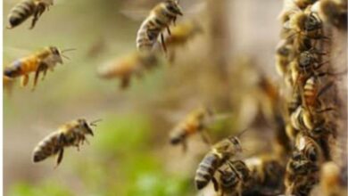 Photo of मुरैना में मधुमक्खीयों के हमले में किसान की हुई मौत