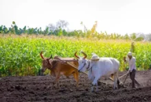 Photo of कृषि उपज को अब आसानी से मिलने लगेगा बाजार