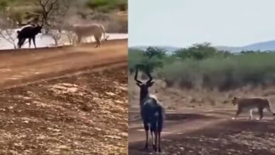 Photo of मगरमच्छ से बचकर भागा हिरण, काल बनकर सामने आ गई शेरनी, फिर जो हुआ…!