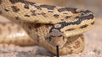 Photo of साल भर गायब रहा पालतू सांप, अचानक दिख गया घर के पास, घर वाले सहित एक्सपर्ट तक हैरान!