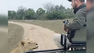 Photo of जंगल सफारी के मज़े ले रहा था शख्स, तभी सामने आया शेर, मिल गईं दोनों की आंखें!