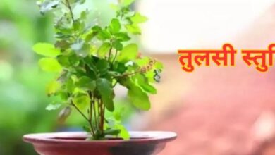 Photo of  पूजा के समय रोजाना करें तुलसी स्तुति का पाठ