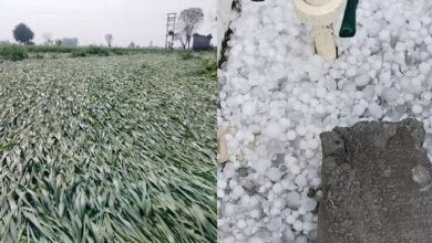 Photo of हरियाणा: किसानों की उम्मीदों पर बरसे ओले, 60 से अधिक गांवों में फसलों को नुकसान