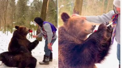Photo of बर्फ के बीच बैठा था भालू, शख्स ने प्यार से जाकर खिला दिया लॉलीपॉप!