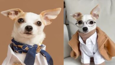 Photo of सोशल मीडिया स्टार है डॉग, घूम रहा है दुनिया, महंगी ड्रेस पहन दिखाता है अदाएं