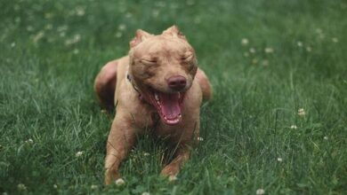 Photo of दिल्ली में पिटबुल ने सात साल की बच्ची को काटकर किया लहूलुहान