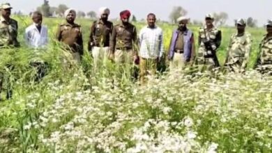 Photo of अंतरराष्ट्रीय सीमा पर कर रहा था अफीम की खेती, बीएसएफ ने किसान को किया गिरफ्तार