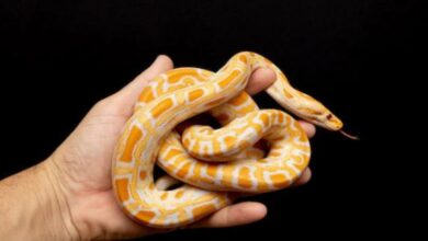 Photo of अजब शोध का गजब नतीजा, अगर आप खाते हैं नॉन वेज, तो चिकन की जगह खाएं अजगर!