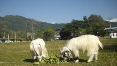 Photo of चीन ने इस्तेमाल की 27 साल पुरानी तकनीक, बना डाले तिब्बती बकरों के क्लोन!