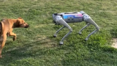 Photo of IIT कानपुर के कैंपस Robotic dog का जब हुआ असली कुत्तों से सामना…