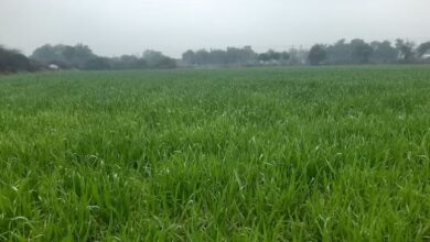 Photo of हरियाणा में पश्चिमी विक्षोभ का असर: आज से तीन दिन तक होगी बारिश