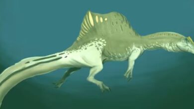 Photo of अनोखे डायनासोर से वैज्ञानिक हुए कन्फ्यूज, पहले कहा ये गहरे पानी का गोताखोर!
