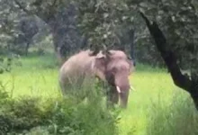 Photo of असम के सोनितपुर में जंगली हाथी का आतंक