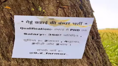 Photo of गेंहू कटाई के लिए निकली बंपर भर्ती, मिलेगी इतनी सैलरी