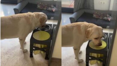 Photo of इंसानों से ज्यादा तमीजदार है कुत्ता, डिब्बे से पिया पानी, फिर खुद ही पोंछा अपना मुंह!