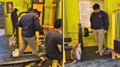Photo of जिम में घुसा लंगूर, एक्सरसाइज करते युवक के पड़ा पीछे!
