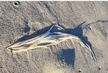 Photo of समुद्र किनारे मिला ‘एलियन’ जैसा जीव, देखते ही उड़े महिला के होश!