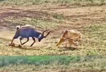 Photo of एक ओर मगरमच्छ, दूसरी ओर शेर, दो-दो शिकारियों से घिरा हिरण, फिर हुआ कुछ ऐसा