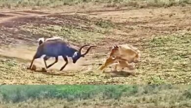 Photo of एक ओर मगरमच्छ, दूसरी ओर शेर, दो-दो शिकारियों से घिरा हिरण, फिर हुआ कुछ ऐसा