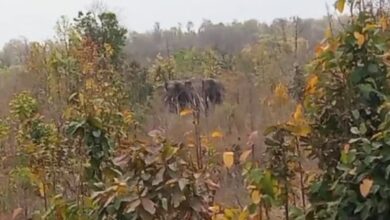 Photo of शहडोल: खडौली गांव में हाथियों की दस्तक, फसलों को पहुंचा रहे नुकसान