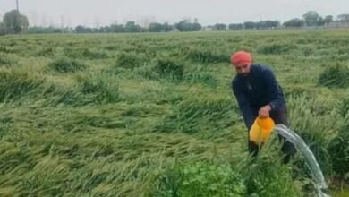 Photo of हरियाणा: मार्च में बारिश व ओलावृष्टि से खराब हुई थी रबी की फसल