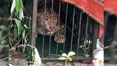 Photo of उत्तराखंड: बच्ची पर हमले के दस घंटे बाद पिंजरे में कैद हुआ गुलदार