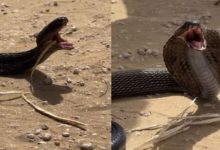 Photo of खतरनाक जीव को निगल गया था कोबरा, मरना था कन्फर्म, फिर ऐसे बची जान!