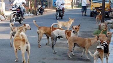 Photo of पंजाब में गली के कुत्तों का आतंक, पढ़े पूरी खबर