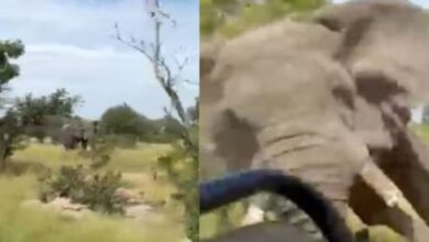 Photo of जंगल सफारी में चिल्‍लाने लगे टूरिस्‍ट, शोर सुनकर बिगड़ा गजराज का मूड!