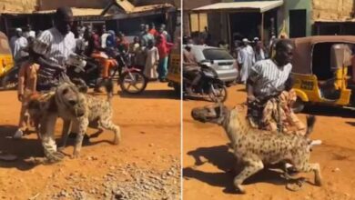 Photo of बांध दिया लकड़बग्घे का मुंह, फिर सड़क पर घुमाता दिखा शख्स!