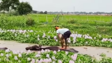 Photo of रिवर राफ्टिंग का सस्ता जुगाड़, पानी में उतरी भैंस, शख्स ने मारा मौके पर चौका