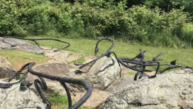 Photo of तस्वीर में आपको ढूंढना है ‘सांप’, 10 सेकंड में पूरा करना है चैलेंज