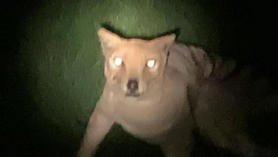 Photo of 88 साल पहले विलुप्त हो गया था जो जानवर, युवक ने किया उसे देखने का दावा