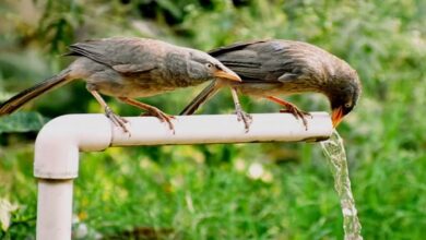 Photo of दिल्ली में गर्मी बरपा रही कहर: हीट स्ट्रोक से तनाव में बेजुबान, परिंदे नहीं भर पा रहे उड़ान