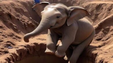 Photo of मां के भरोसे के आगे पस्त हुआ यमराज, पाताल लोक में मौत को मात दे लौट आया बच्चा!