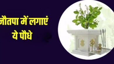 Photo of  घर में चाहते हैं मां लक्ष्मी का वास, तो नौतपा में जरूर लगाएं ये पौधे